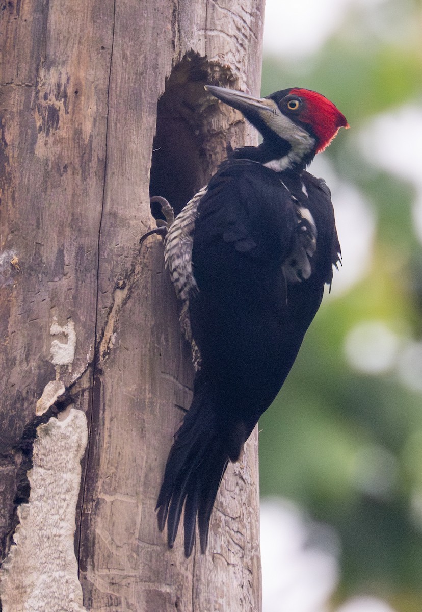 Crimson-crested Woodpecker - ML619385603