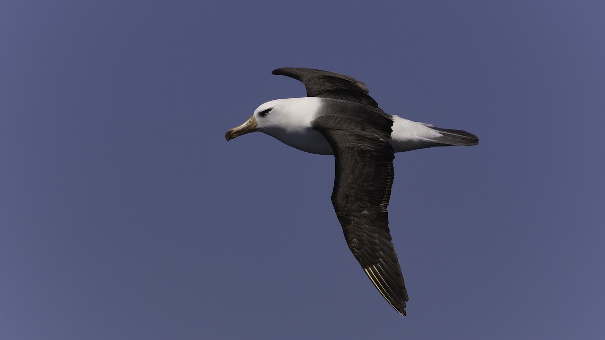 albatros černobrvý (ssp. impavida) - ML619385604