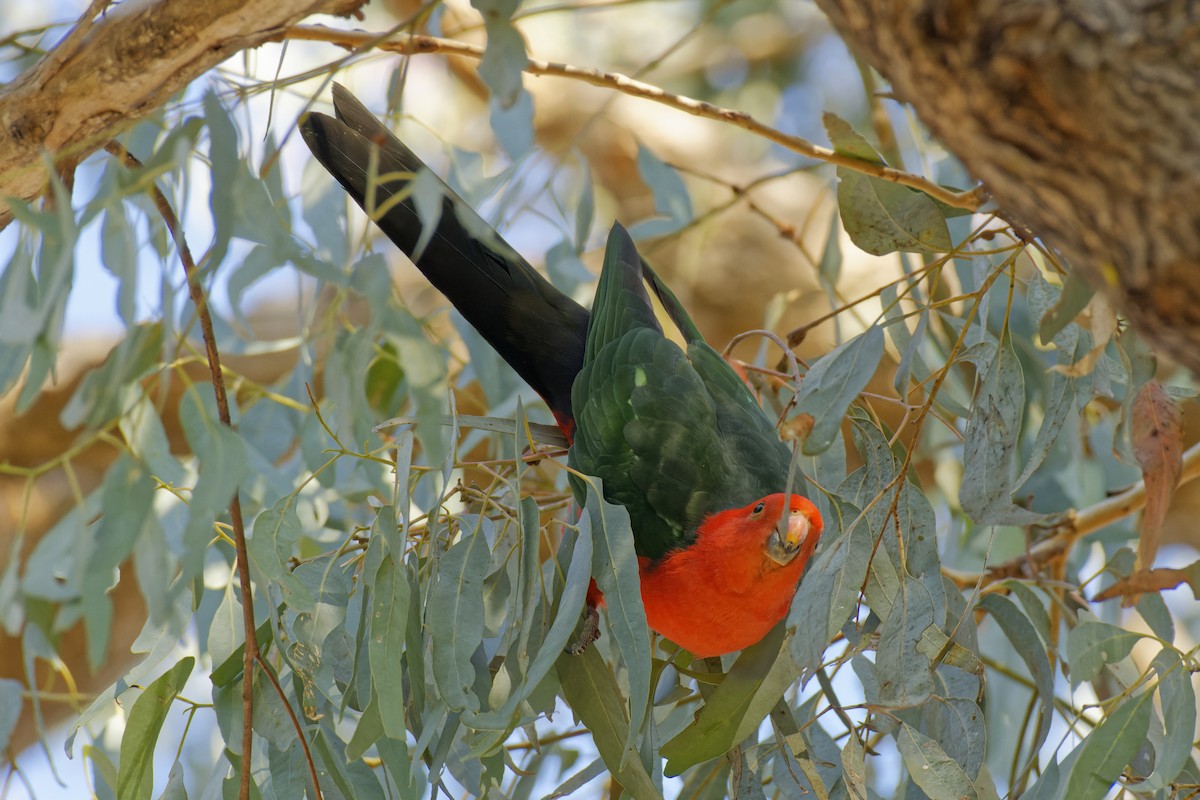 Avustralya Kral Papağanı - ML619385606