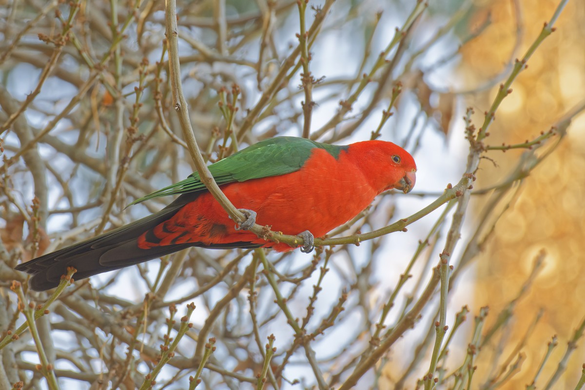 Avustralya Kral Papağanı - ML619385607