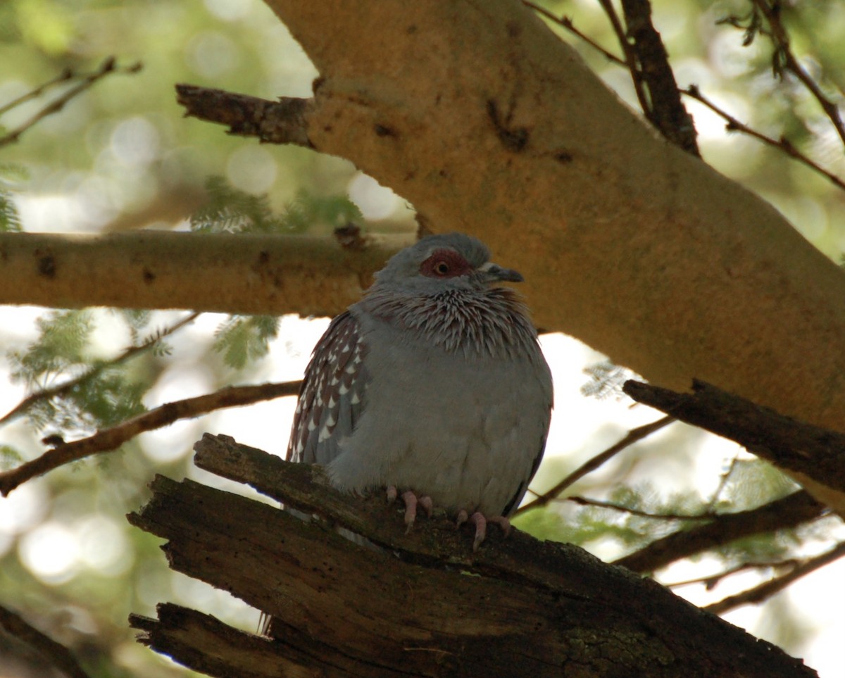 Speckled Pigeon - ML619385645
