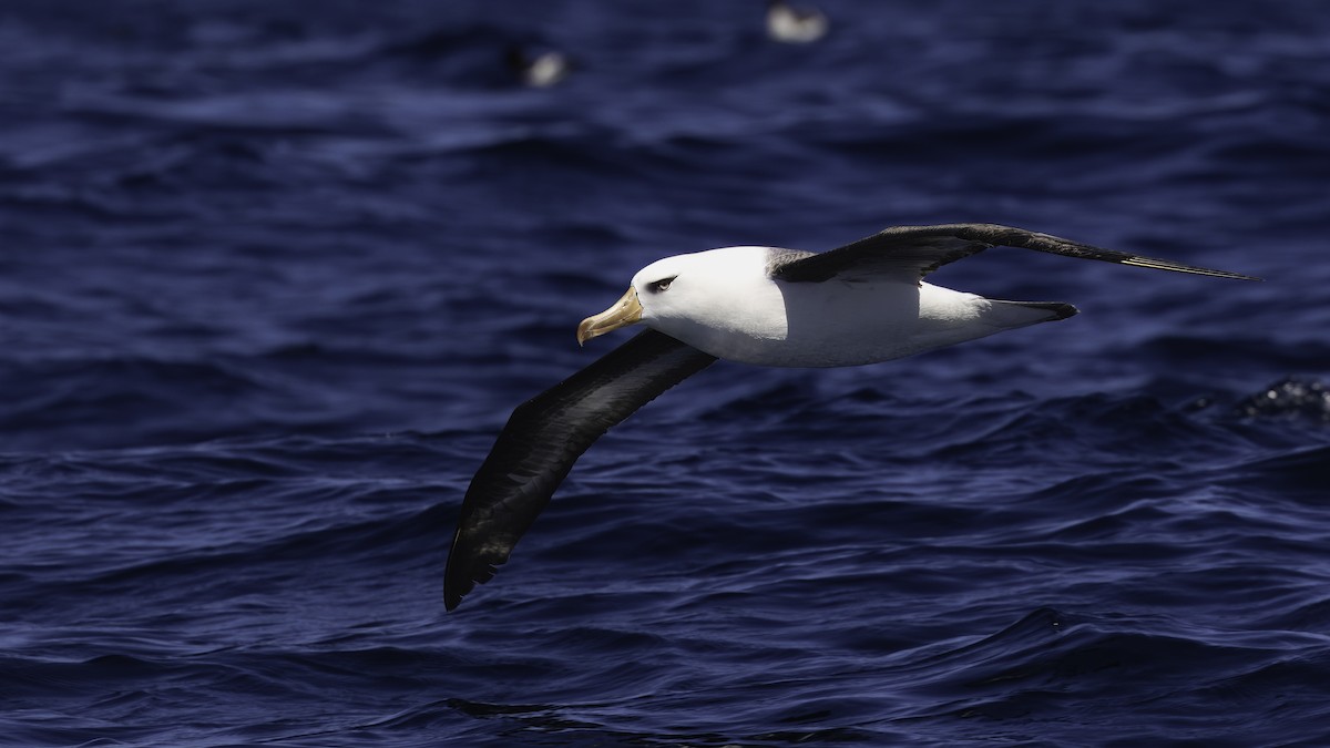 Albatros à sourcils noirs (impavida) - ML619385653