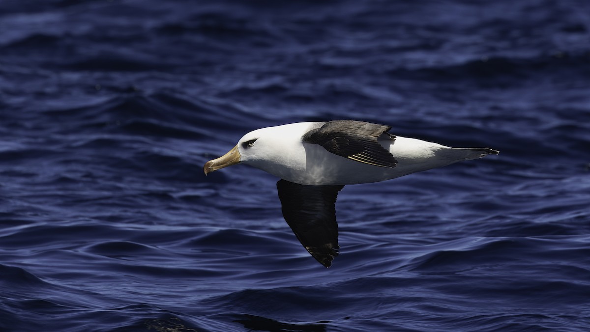 albatros černobrvý (ssp. impavida) - ML619385704