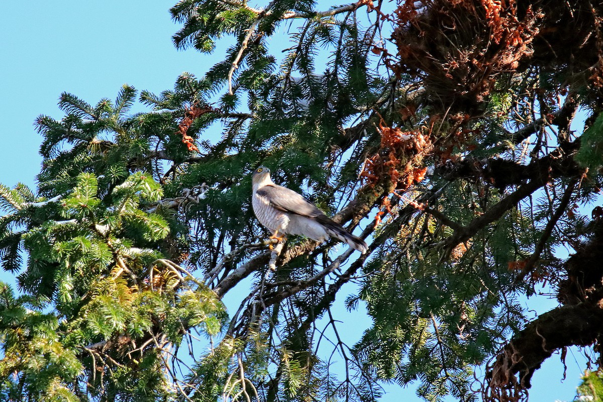Eurasian Sparrowhawk - ML619385711