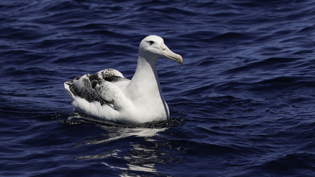 albatros královský - ML619385732