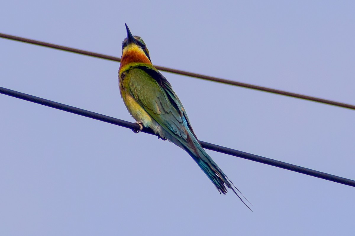 Blue-tailed Bee-eater - ML619385753