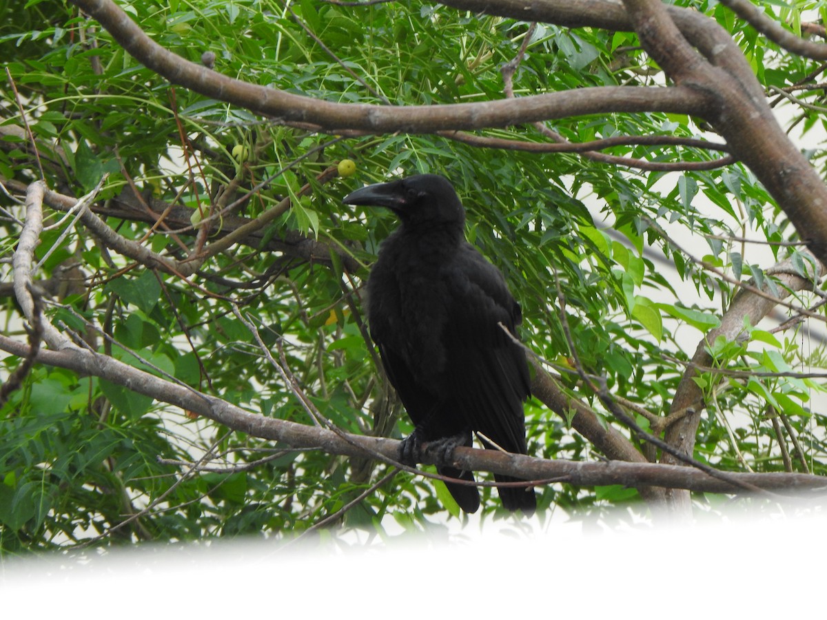 Large-billed Crow - ML619385757
