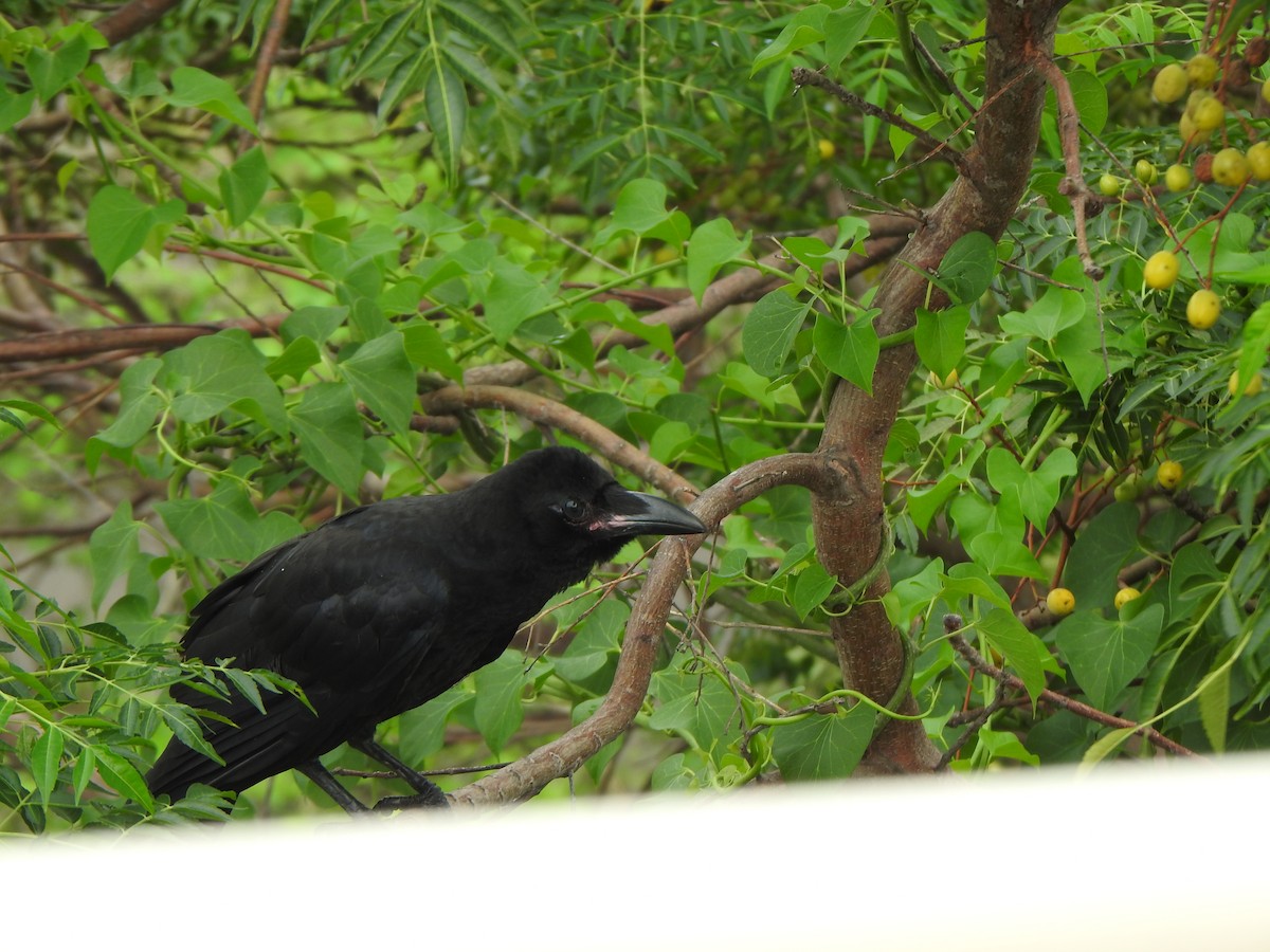 Large-billed Crow - ML619385767