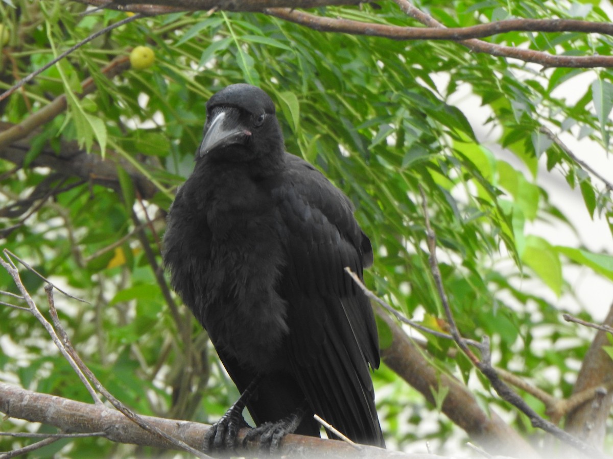 Large-billed Crow - ML619385768