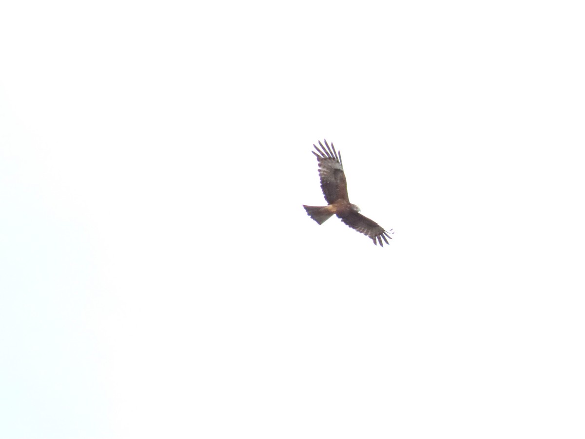 Square-tailed Kite - ML619385773