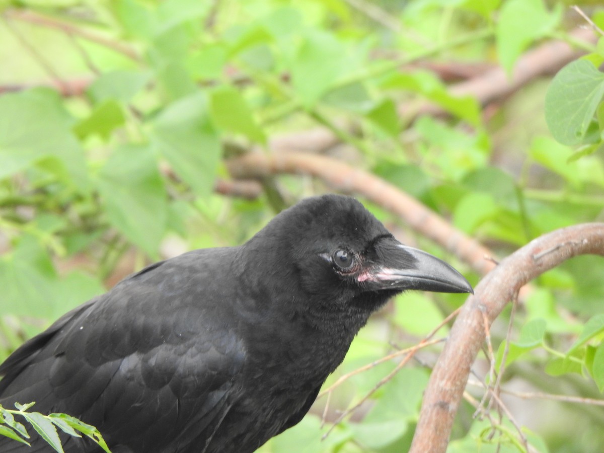Large-billed Crow - ML619385775