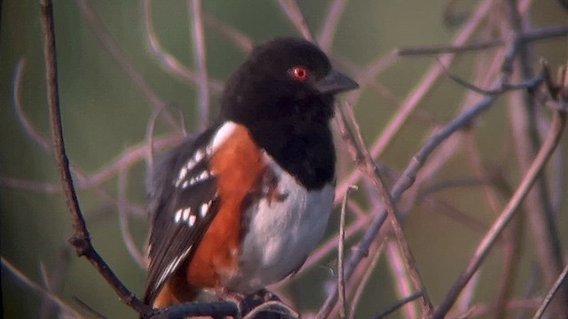 Spotted Towhee - ML619385785