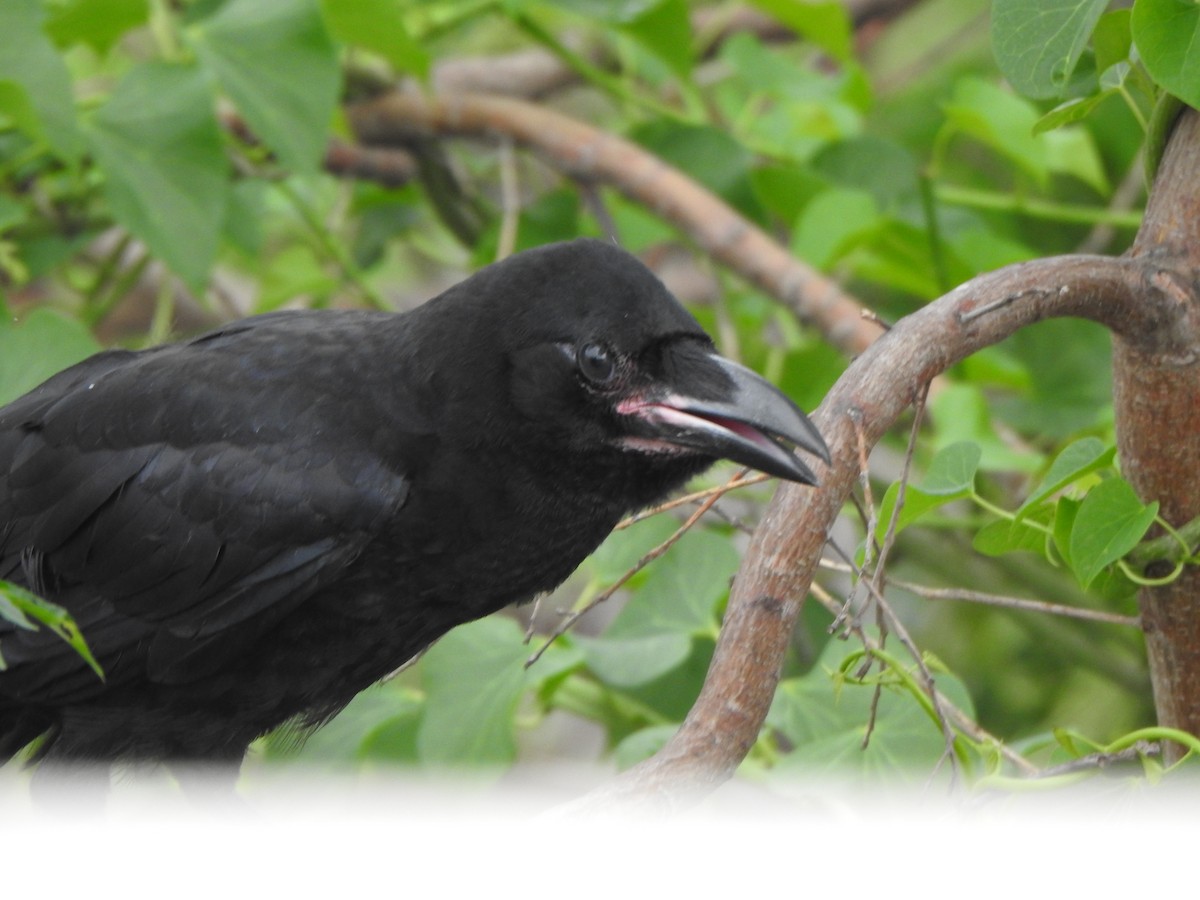 Large-billed Crow - ML619385789