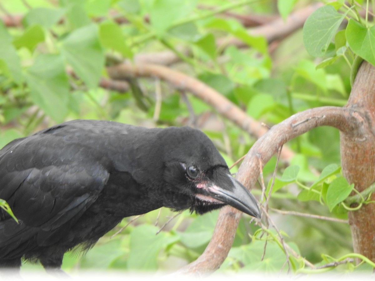 Large-billed Crow - ML619385790