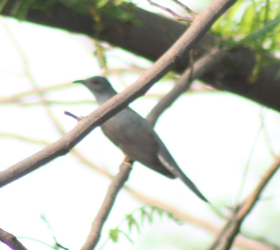 Gray-bellied Cuckoo - ML619385806