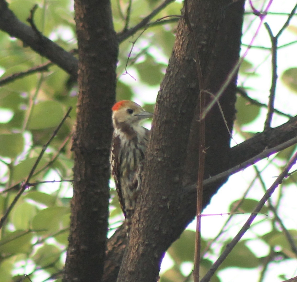 Yellow-crowned Woodpecker - ML619385810