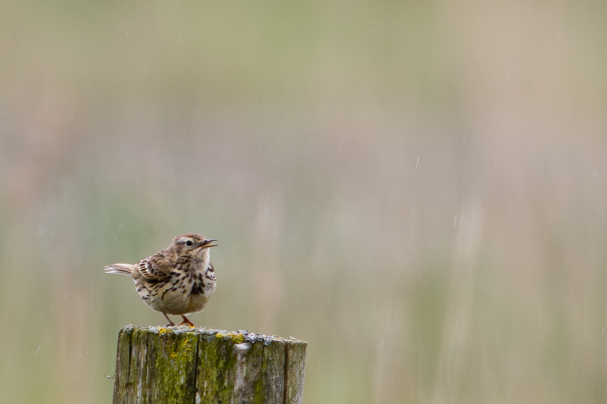 Meadow Pipit - ML619385833