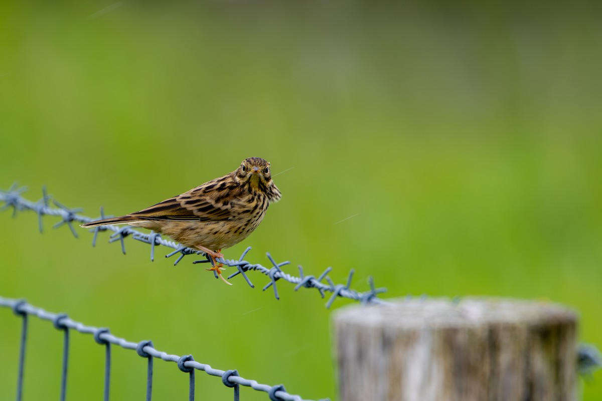 Meadow Pipit - ML619385834