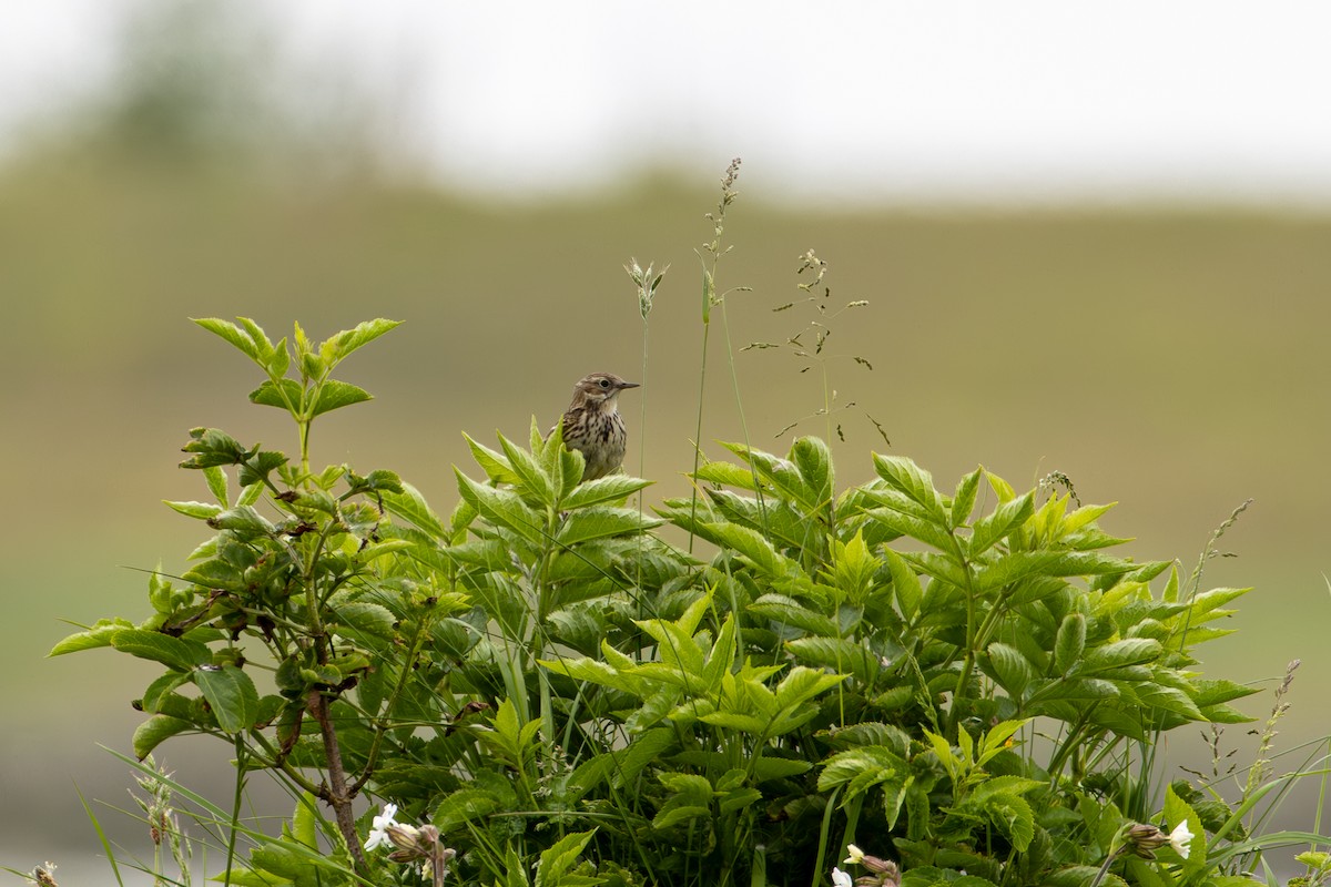 Meadow Pipit - ML619385835