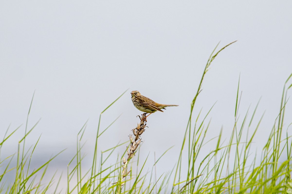 Meadow Pipit - ML619385836