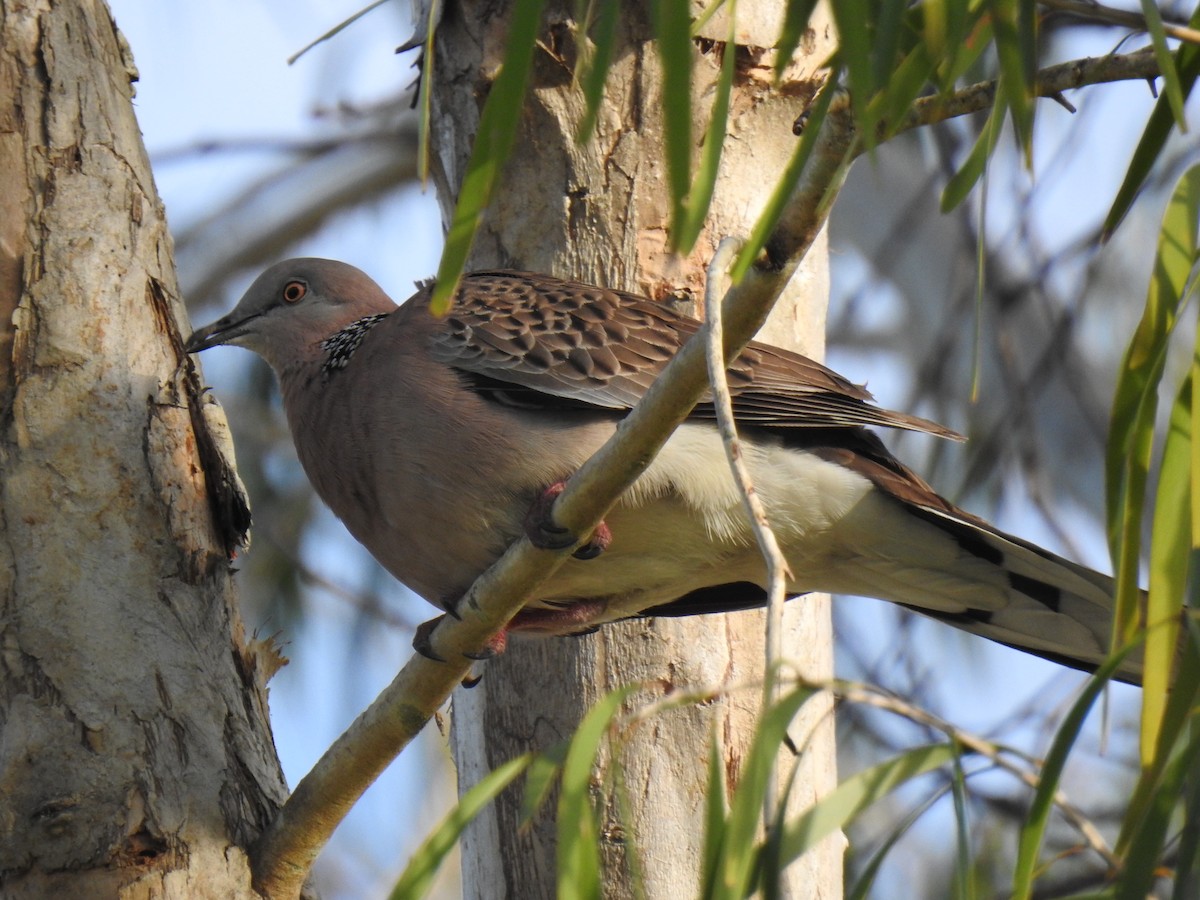 Spotted Dove - ML619385838