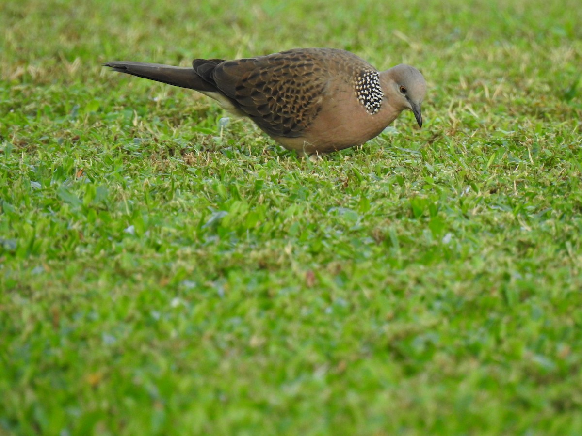 Spotted Dove - ML619385842