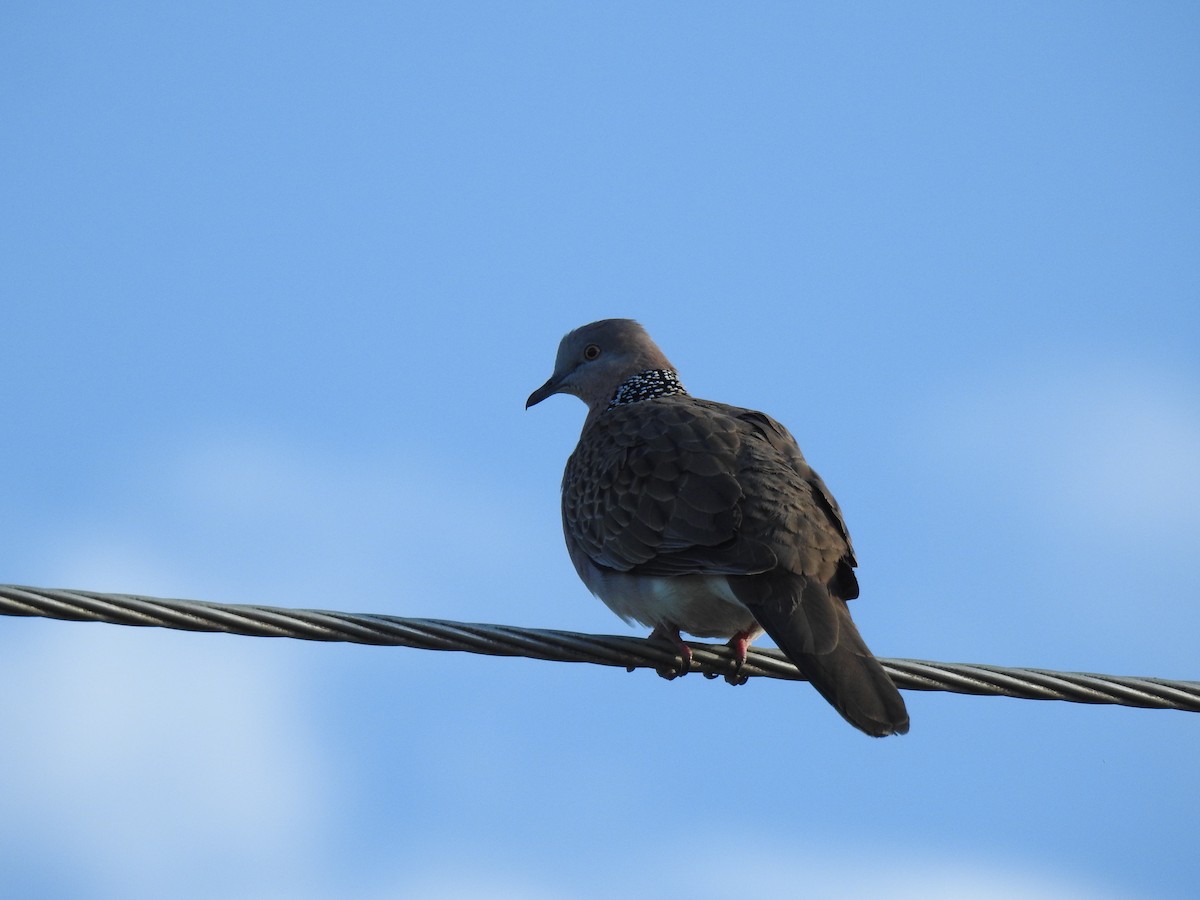 Spotted Dove - ML619385844
