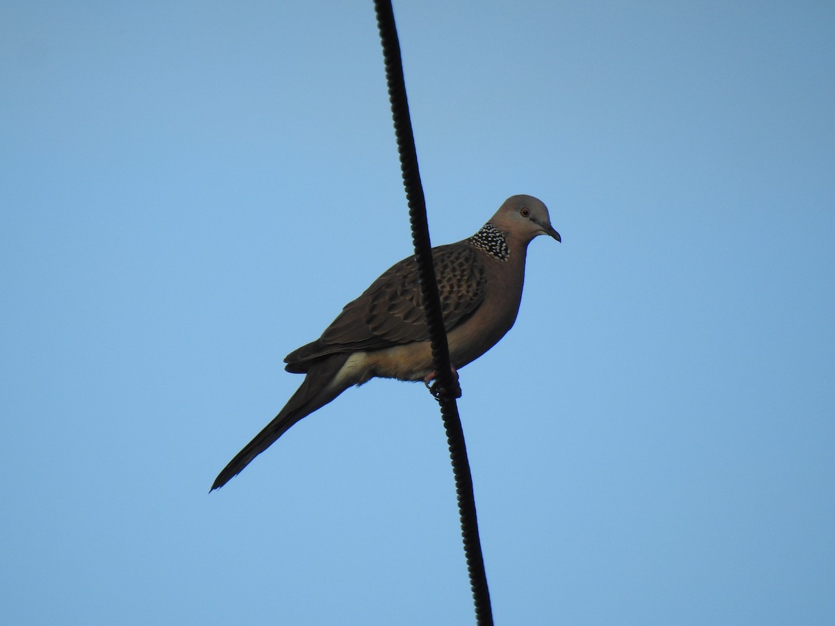 Spotted Dove - ML619385845