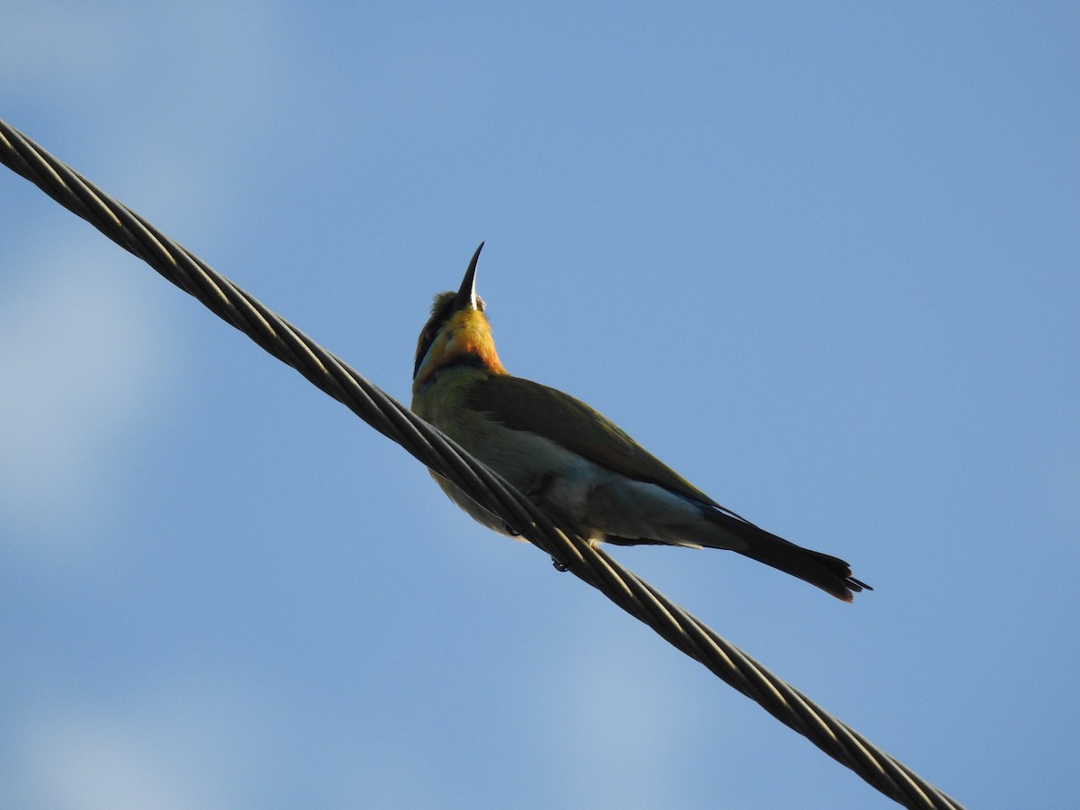 Rainbow Bee-eater - ML619385850