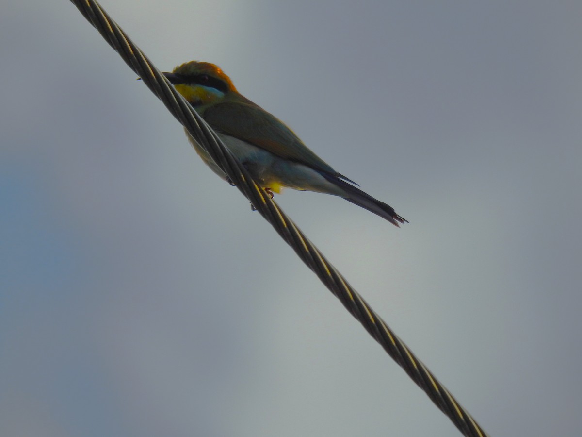 Rainbow Bee-eater - ML619385851