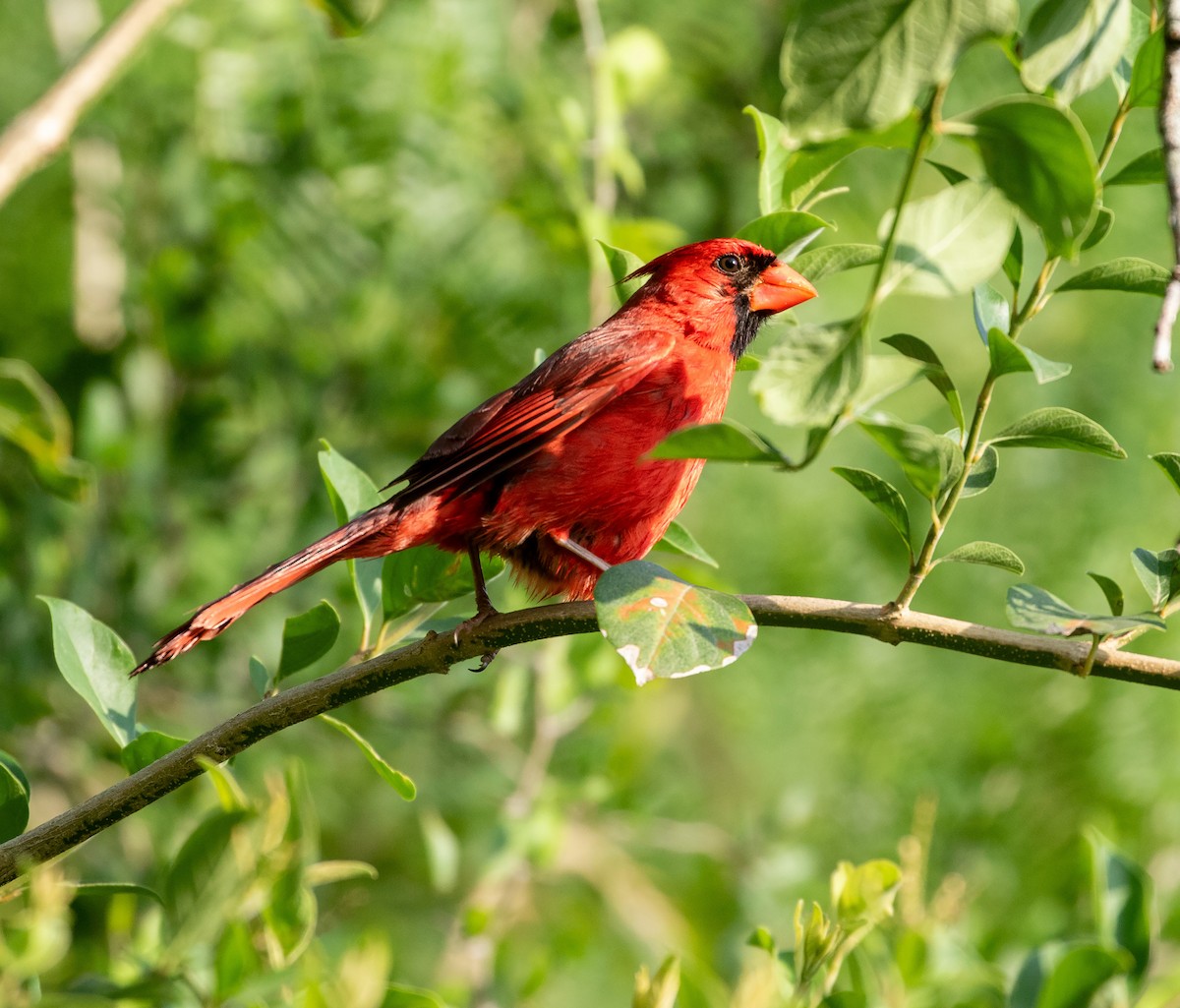 Красный кардинал [группа cardinalis] - ML619385875