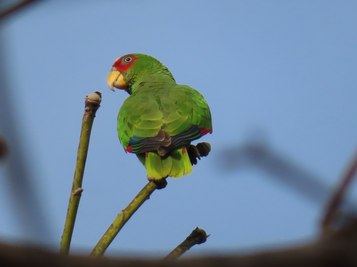 White-fronted Parrot - ML619385885