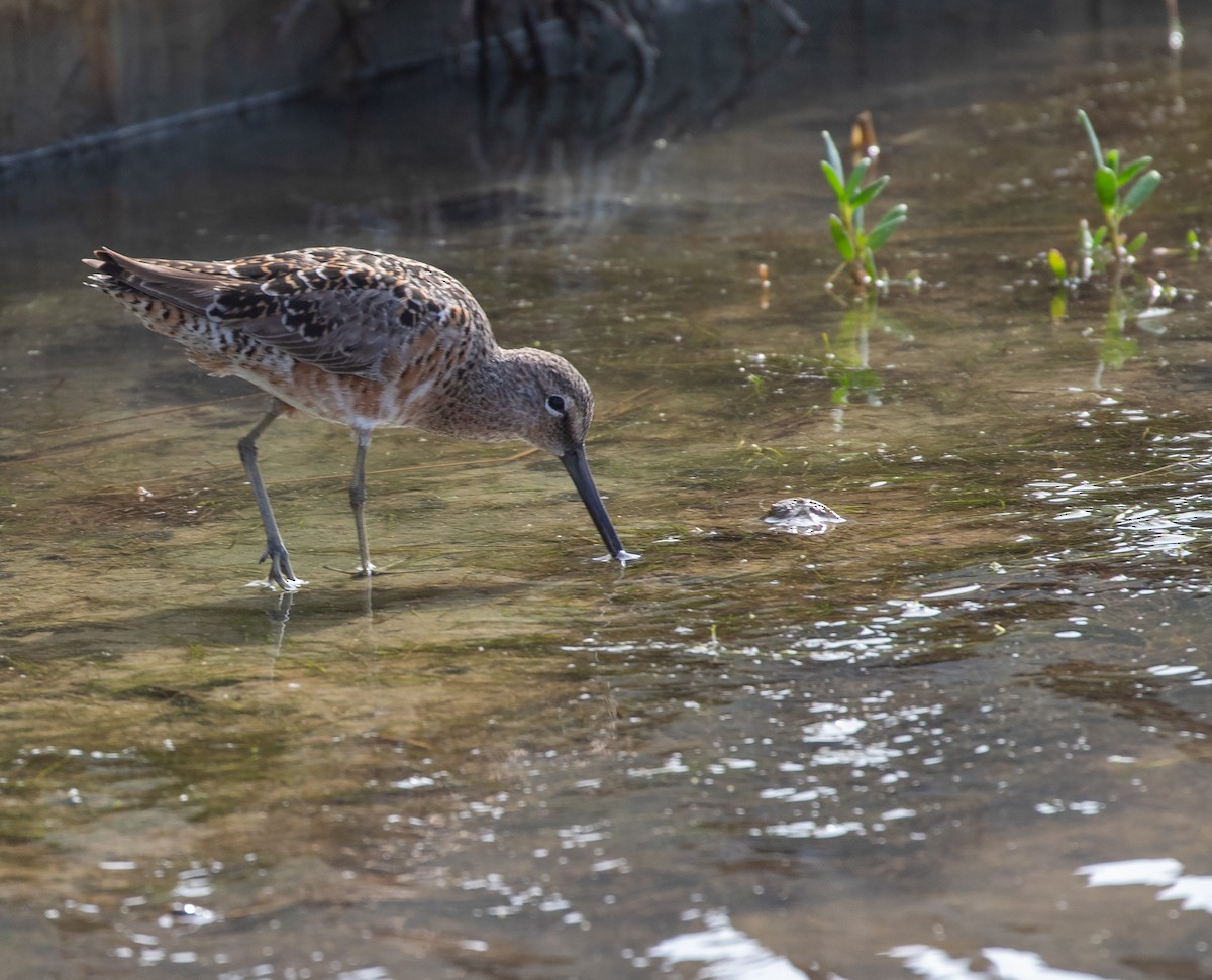 Long-billed Dowitcher - ML619385889