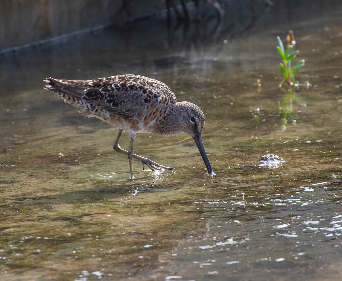 Long-billed Dowitcher - ML619385891