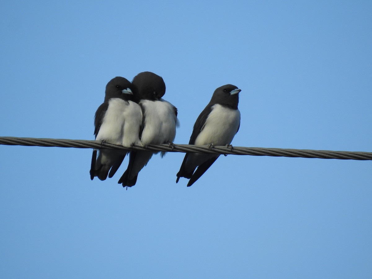 White-breasted Woodswallow - ML619385894