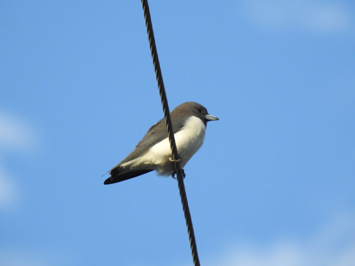 White-breasted Woodswallow - ML619385895