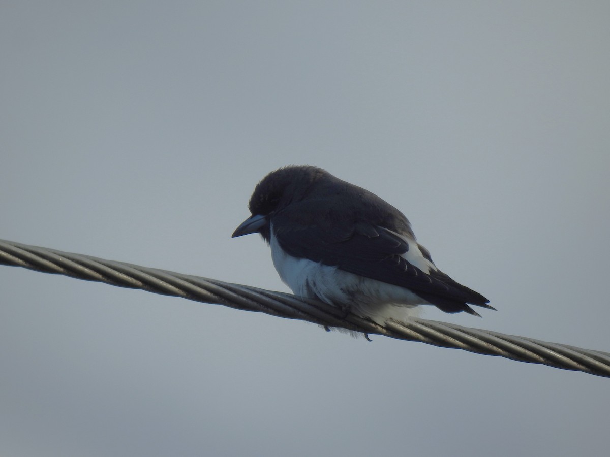 White-breasted Woodswallow - ML619385896