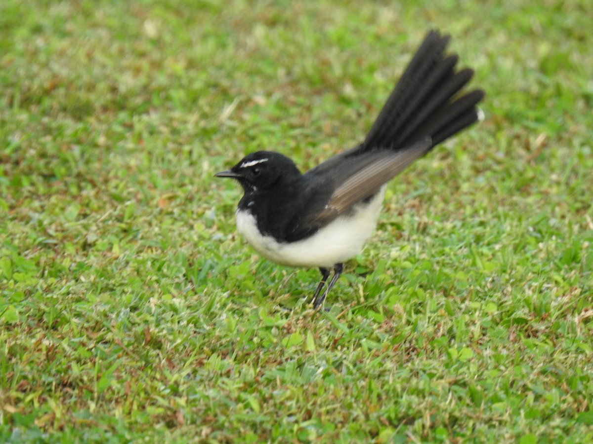 Willie-wagtail - ML619385898