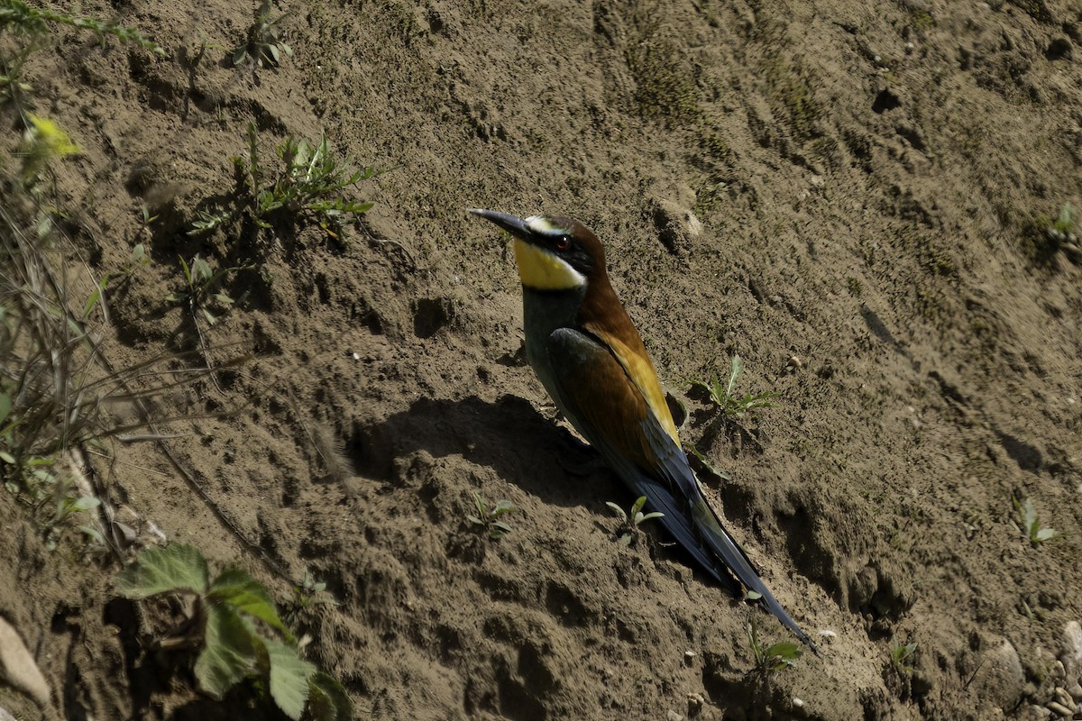 European Bee-eater - ML619385901