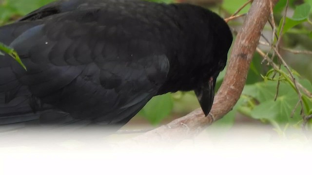 Large-billed Crow - ML619385908