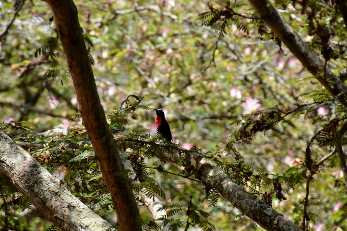 Scarlet-chested Sunbird - ML619385945