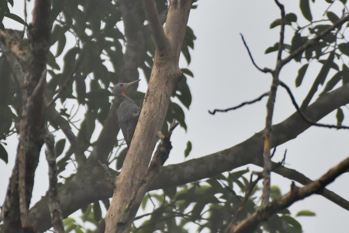 Great Slaty Woodpecker - ML619385958