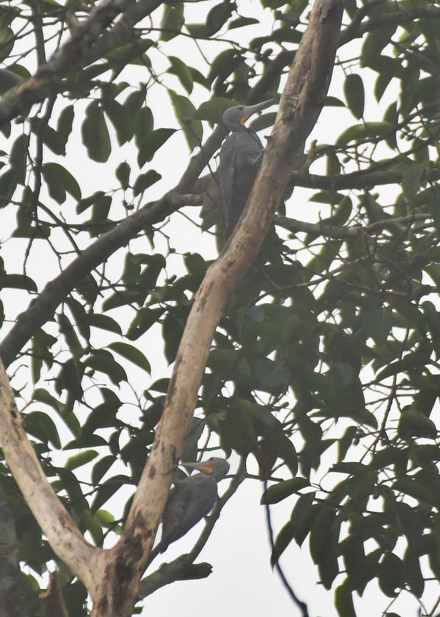 Great Slaty Woodpecker - ML619385962