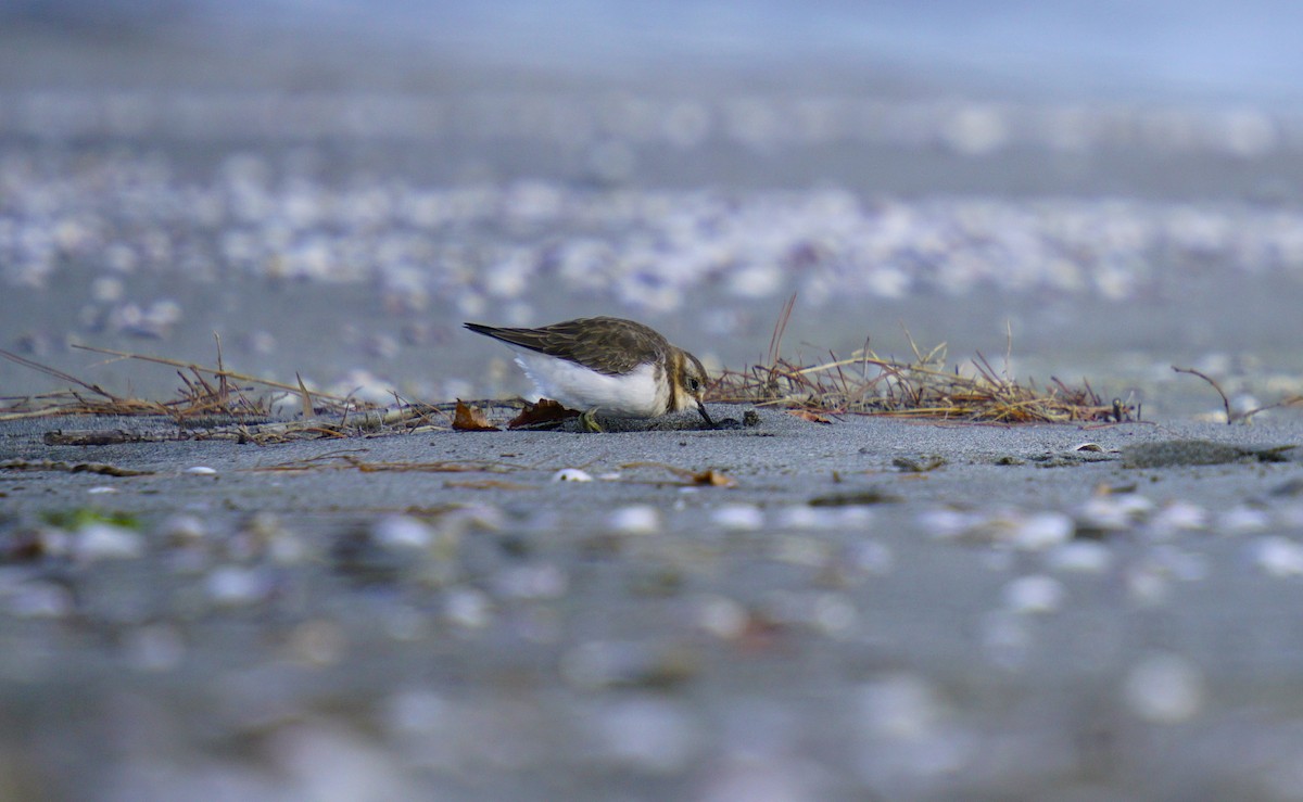 Double-banded Plover - ML619385968