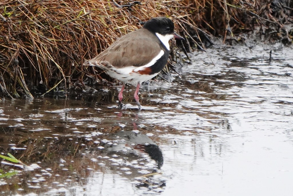 Red-kneed Dotterel - ML619385984