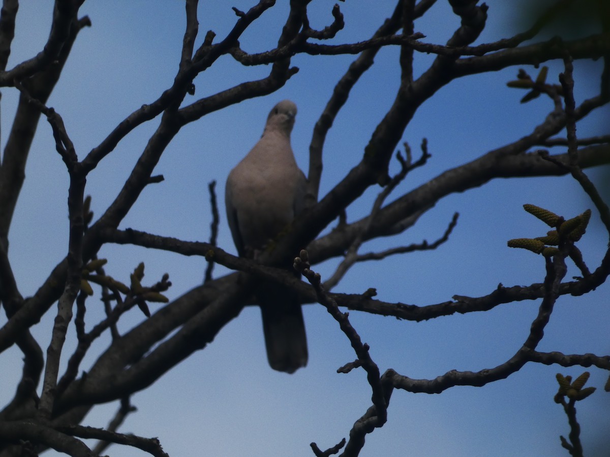 Eurasian Collared-Dove - ML619386044