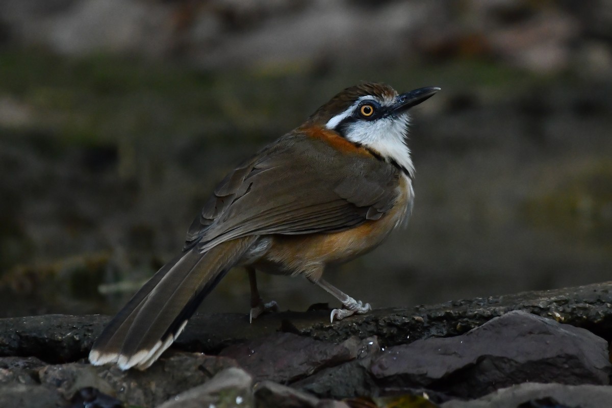 Lesser Necklaced Laughingthrush - ML619386083