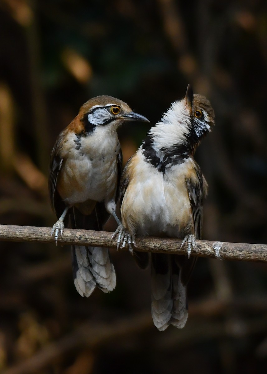 Greater Necklaced Laughingthrush - ML619386088