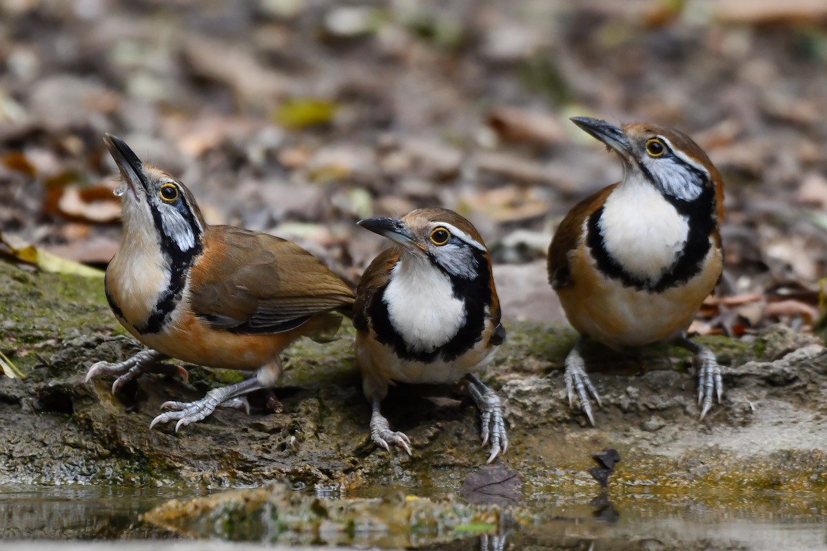 Greater Necklaced Laughingthrush - ML619386089