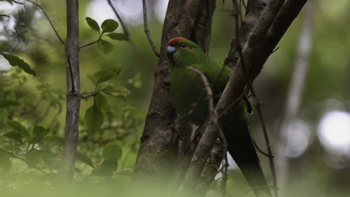 Red-crowned Parakeet - ML619386152